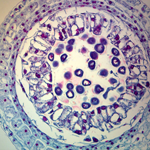 Microslide Meiosis